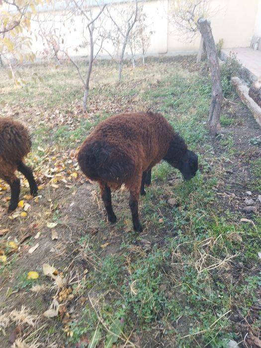 Бокишга вохани кучкори сотилади.