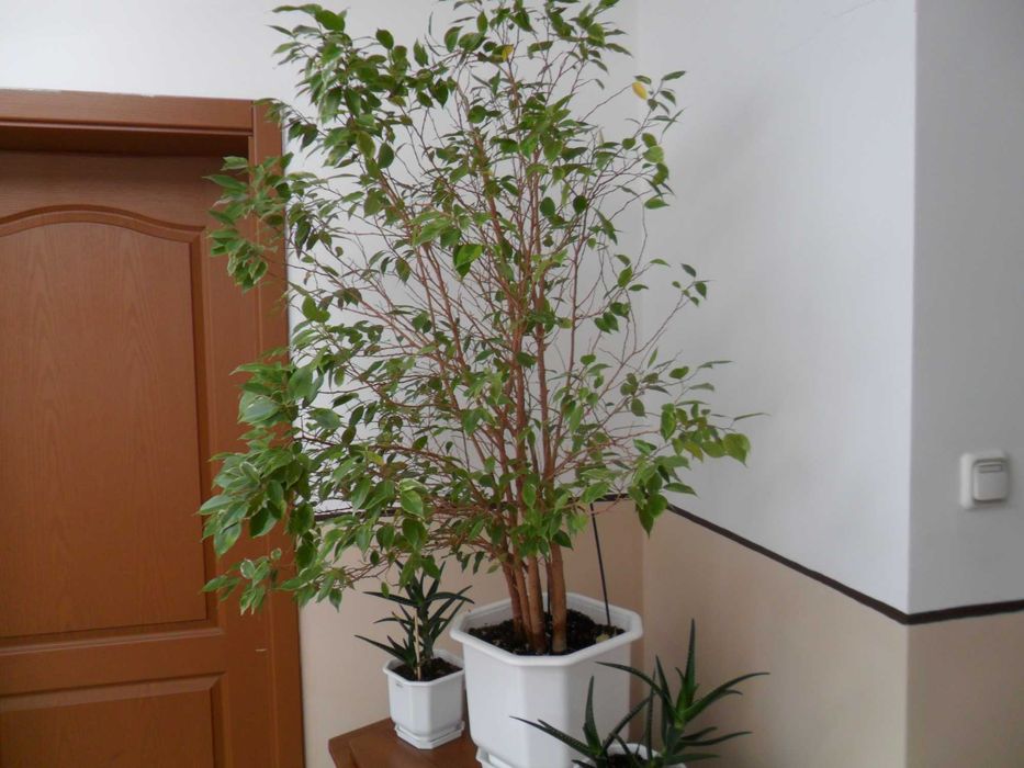 фотоапарат Samsung PL20 14 МРх