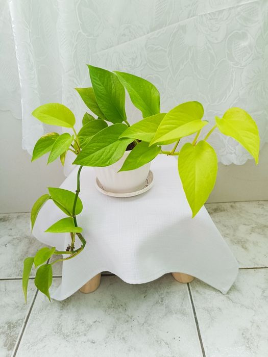 Стайни и балконски цветя