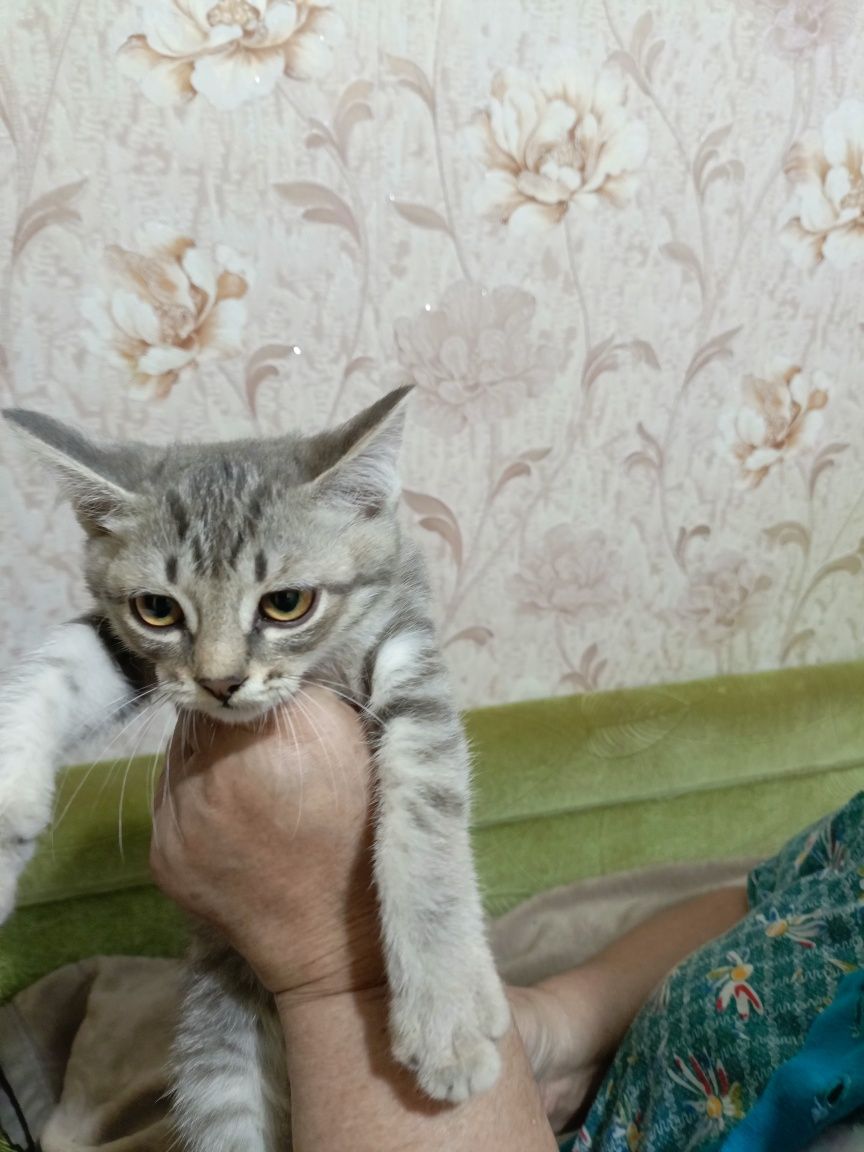 Отдам даром котят
