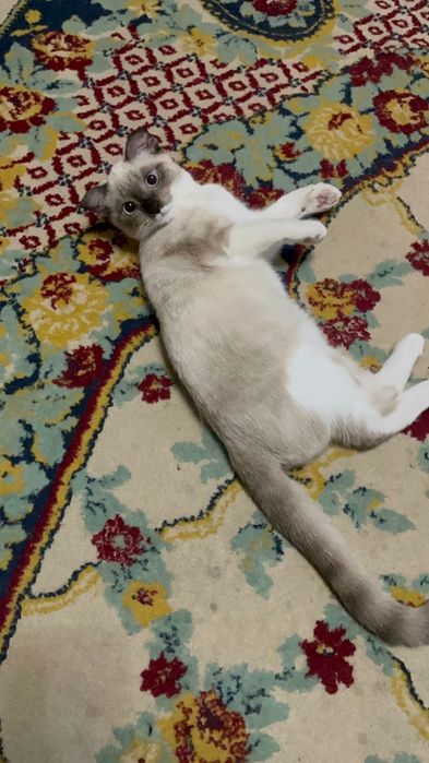 Отдам только в хорошие руки)