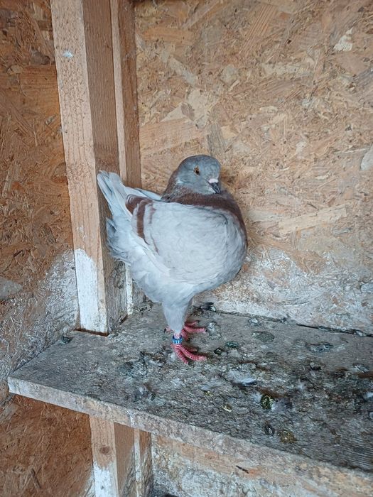 Porumbei King de vanzare