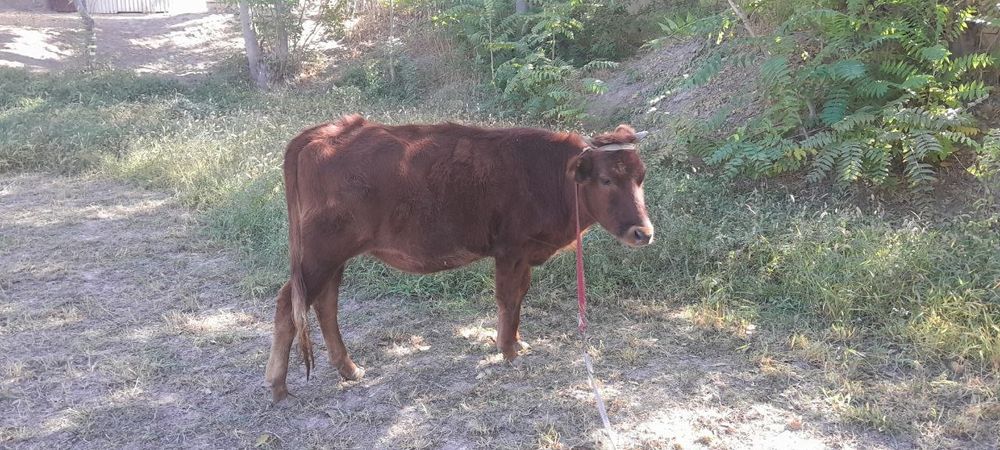 Mol va qo'chqorlar sotiladi