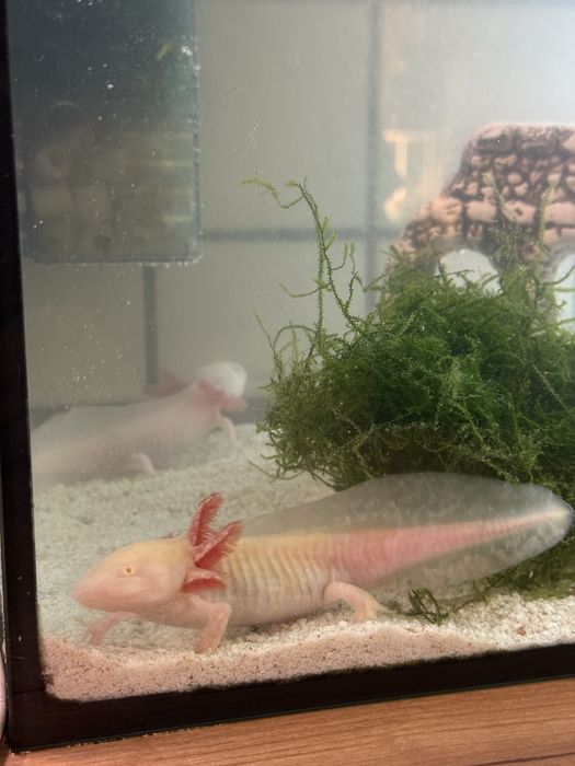 Мексиканска амбистома /аксолотъл/