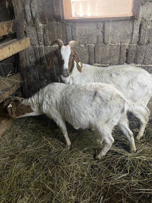 Vand 3 capre boer si un tap