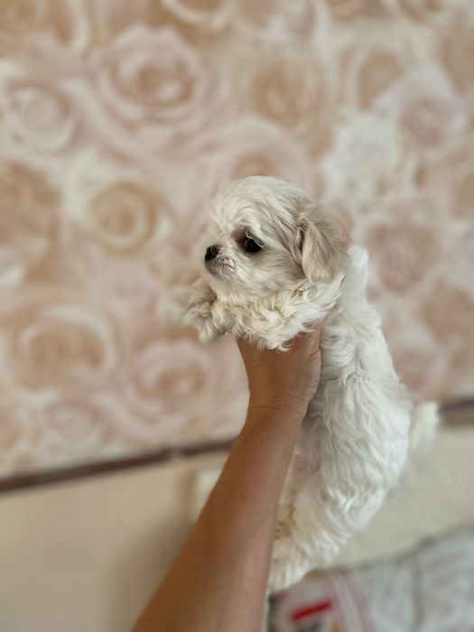 Продаётся  мальчик мальтезе