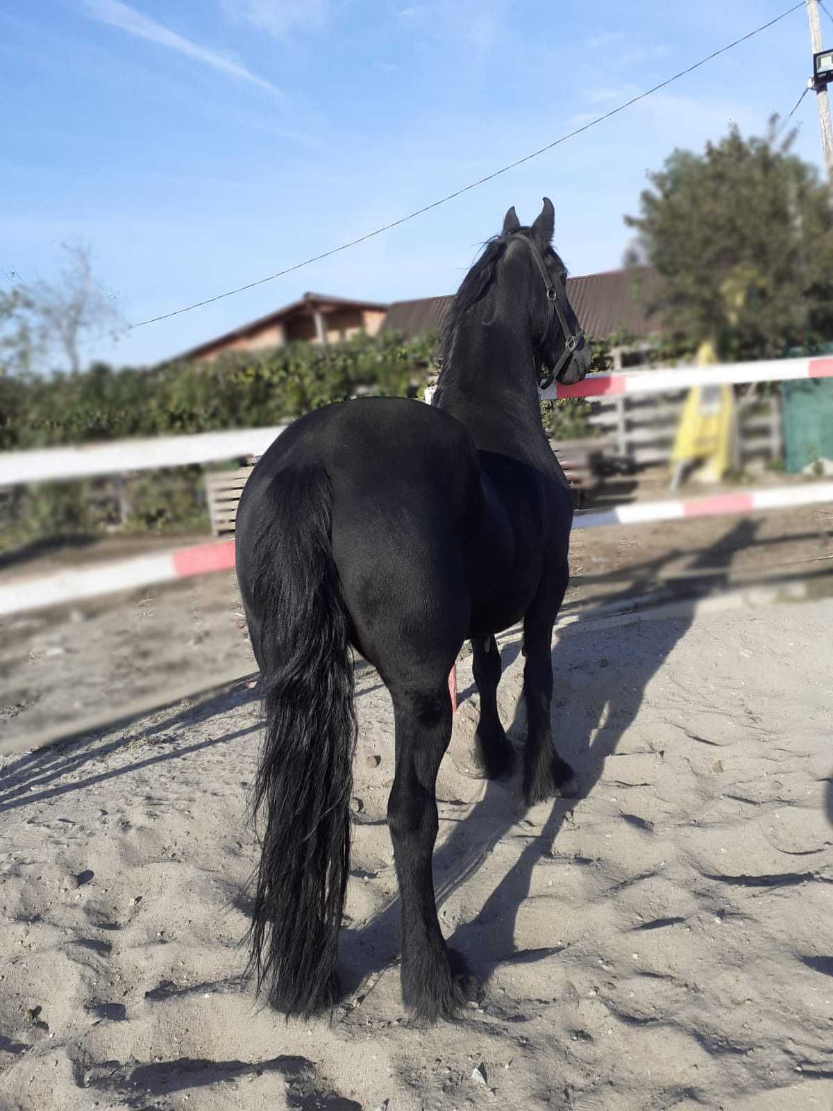 DE VANZARE  Friesian