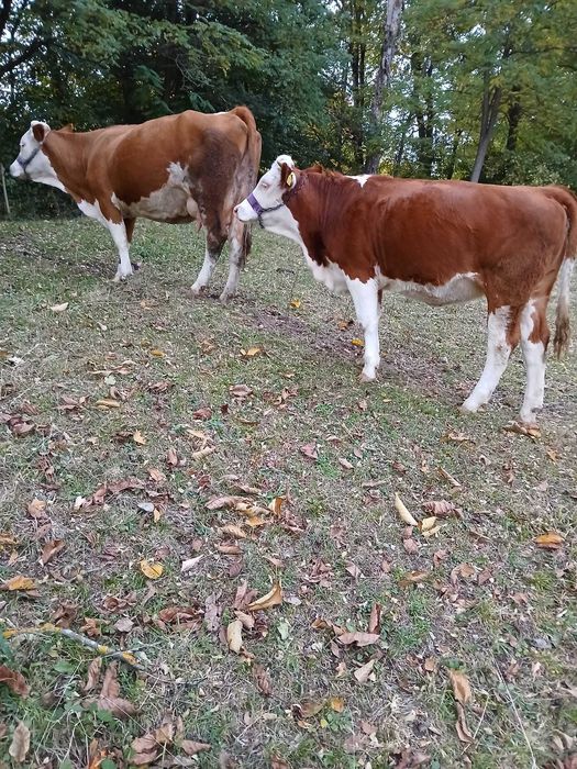 Vând junincă gestantă rasă bălțată blândă preț 6000ron ușor negociabil