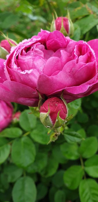 Butasi de trandafiri Rosa Damascena