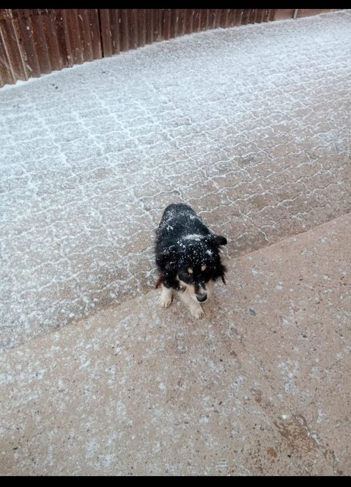 Щенки дворняшки...