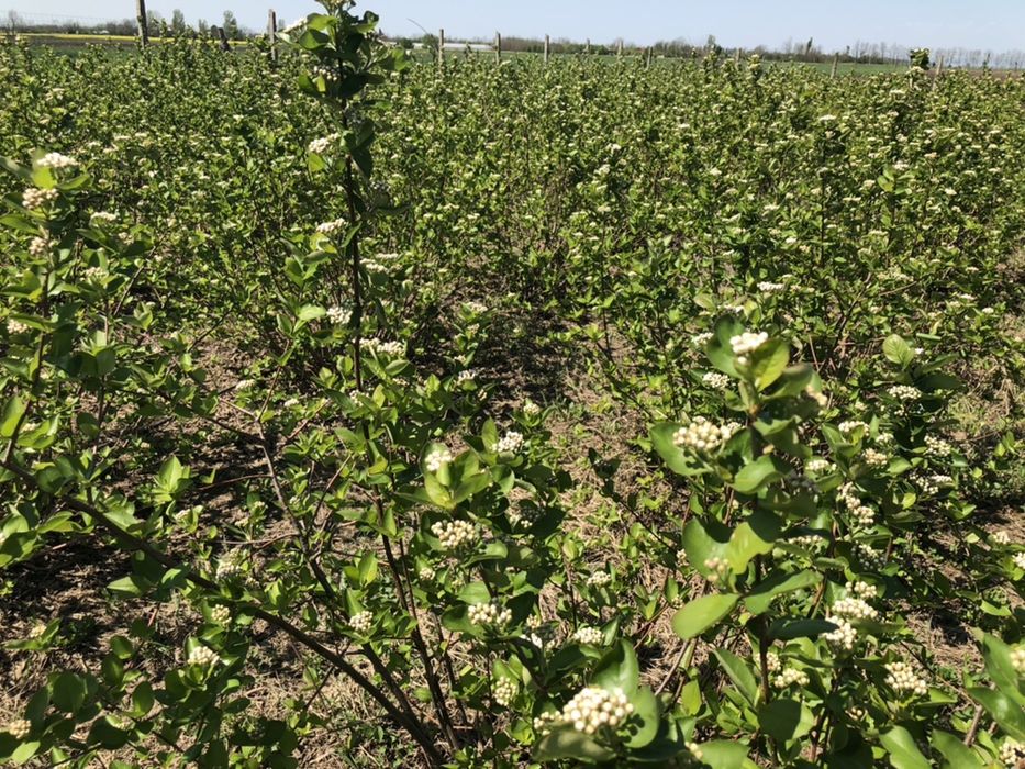 Aronia butasi planta aronia