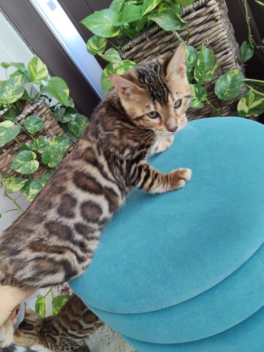 Pui Bengal - Felisa Internationala Lady Daiana