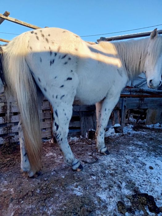 Продается жеребец 6 лет