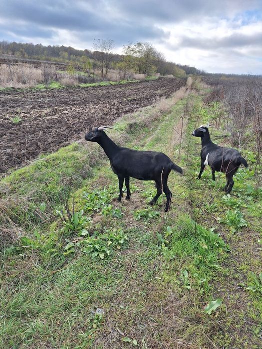 Vand 2 capre Anglo-Nubian si 3 iedute.