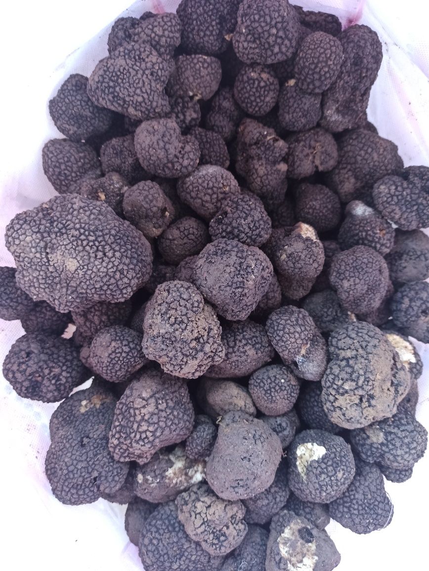 Trufe proaspete Fresh Truffles