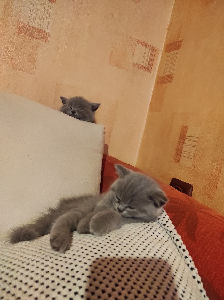 РАЗКОШНИ британчета