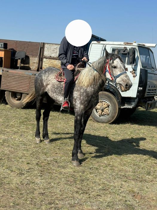 Продам Жеребеца возраст 6_7лет