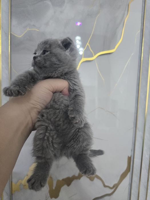 Шотландский фолд девичка и