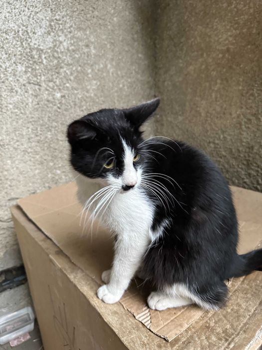 Pisici pentru adoptie