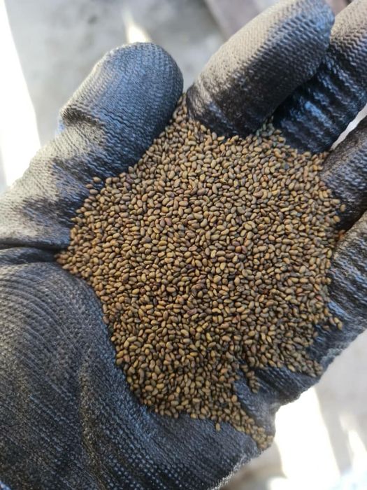 Семена люцерна. Жонышка тукымы