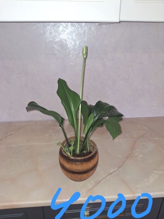 Продаётся комнатные цветы. .