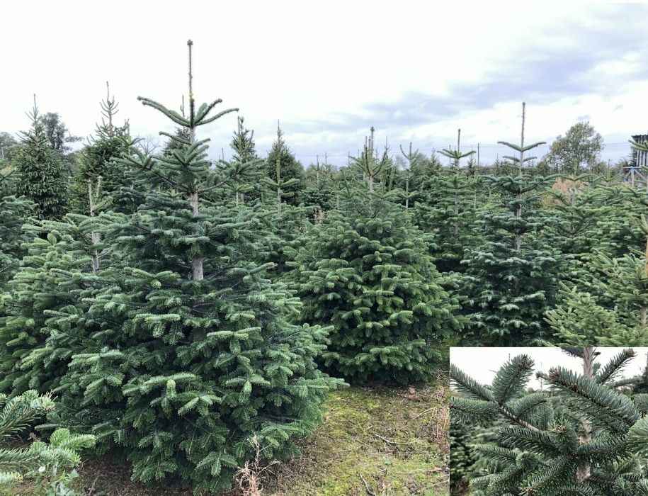 Oferta 1000 buc. Puieti brad Abies nordmanniana- 4 ani- discount 30%