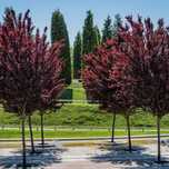 Pomi Ornamentali  prunus nigra
