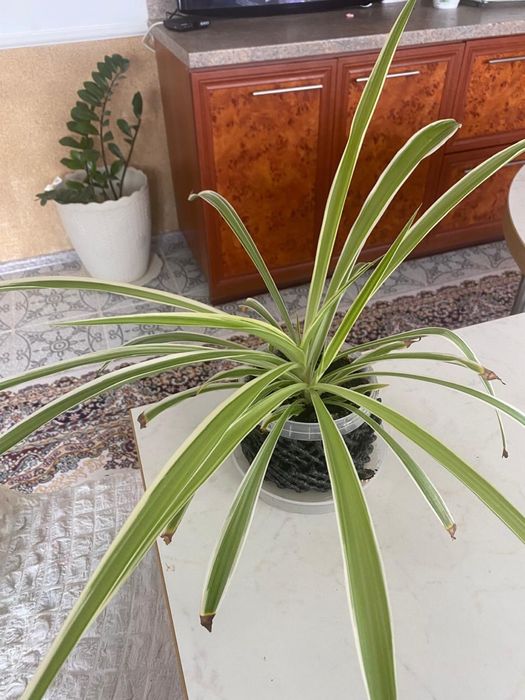 Цветы домашние разные