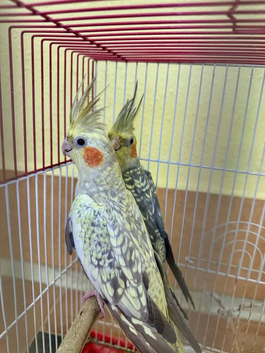 Корелла сотилади