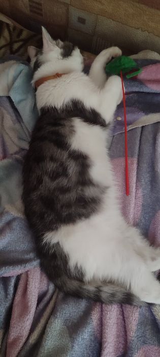 Отдам кота с лотком,миской и наполнителем