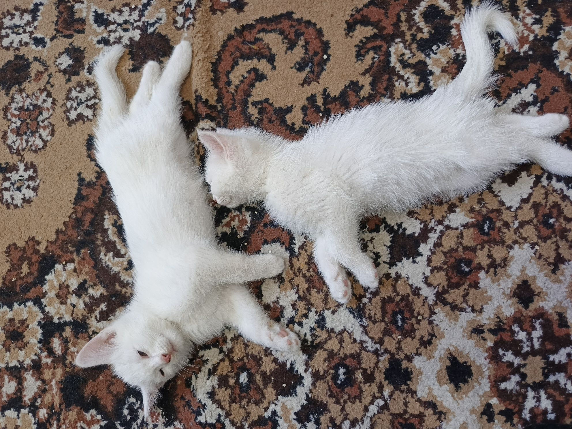 Кошка скотиш страйт 2 мальчики