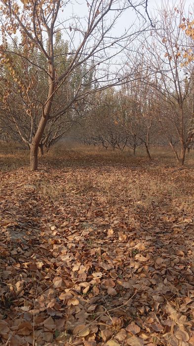 Oʻtin uchun olma daraxti