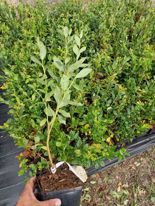 Боровинки разсад