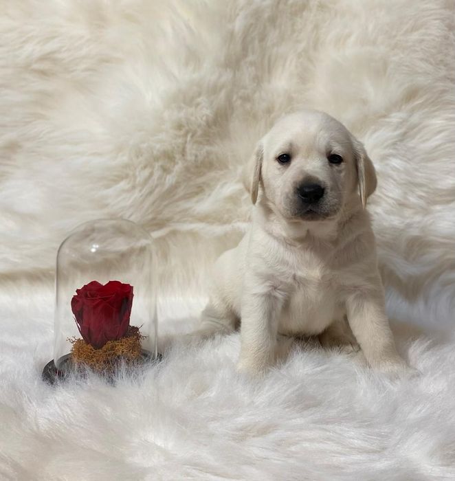 Labrador retriver pedigree