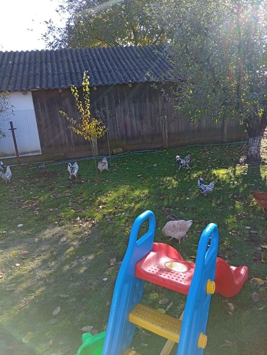 Vând cocoș american