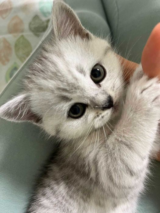 Котета - британски късокосмести