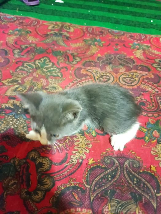 mushuk bolasi kichkina