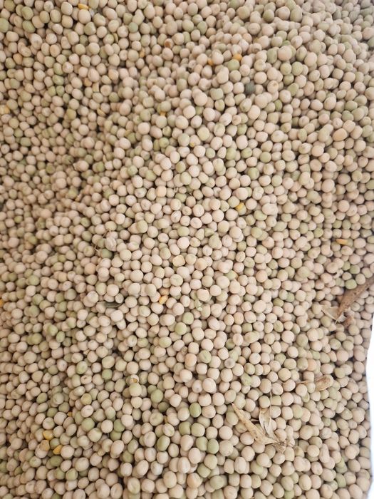 Vand mazare  DE TOAMNA