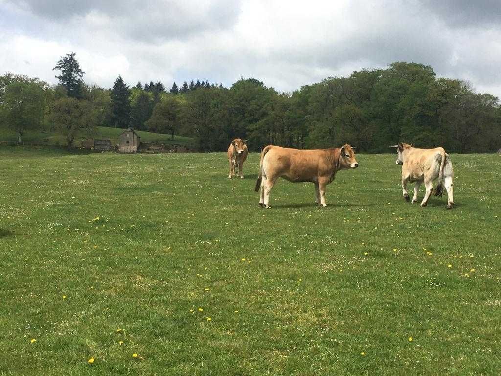 Juninci Gestante AUBRAC de vanzare