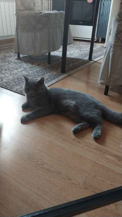 Скоттиш страйк тоза зотли мушук