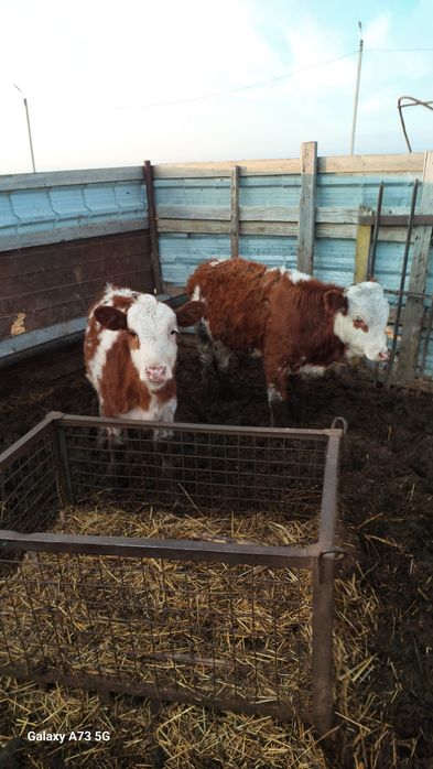 Продам бычка и тёлочку