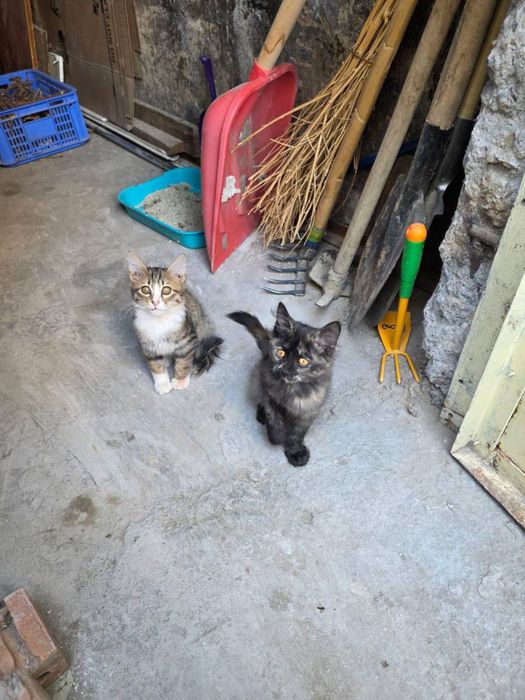 Котята ищут семью и дом!