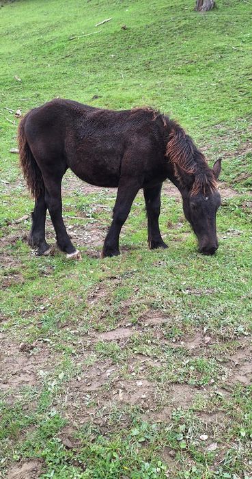 Mînză neagră ardeneză