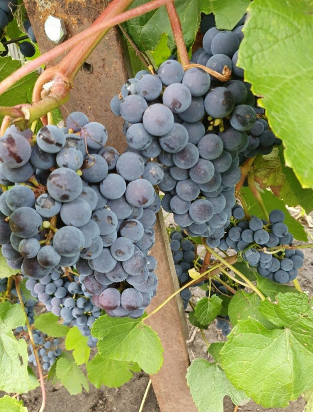 Виноград сорта "Изабелла"