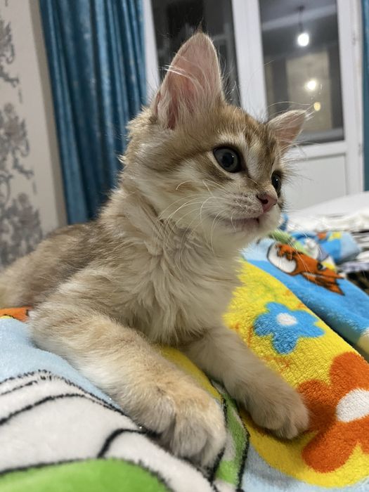 Отдам котенка мальчик