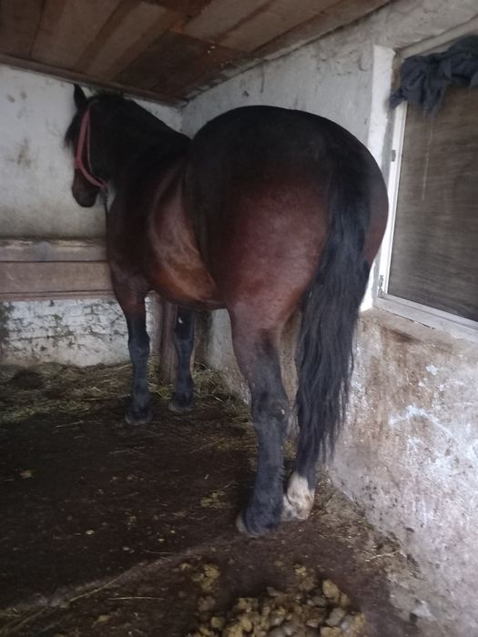 Vând sau schimb cal castrat de 6 ani 170 la greben garantat la căruță