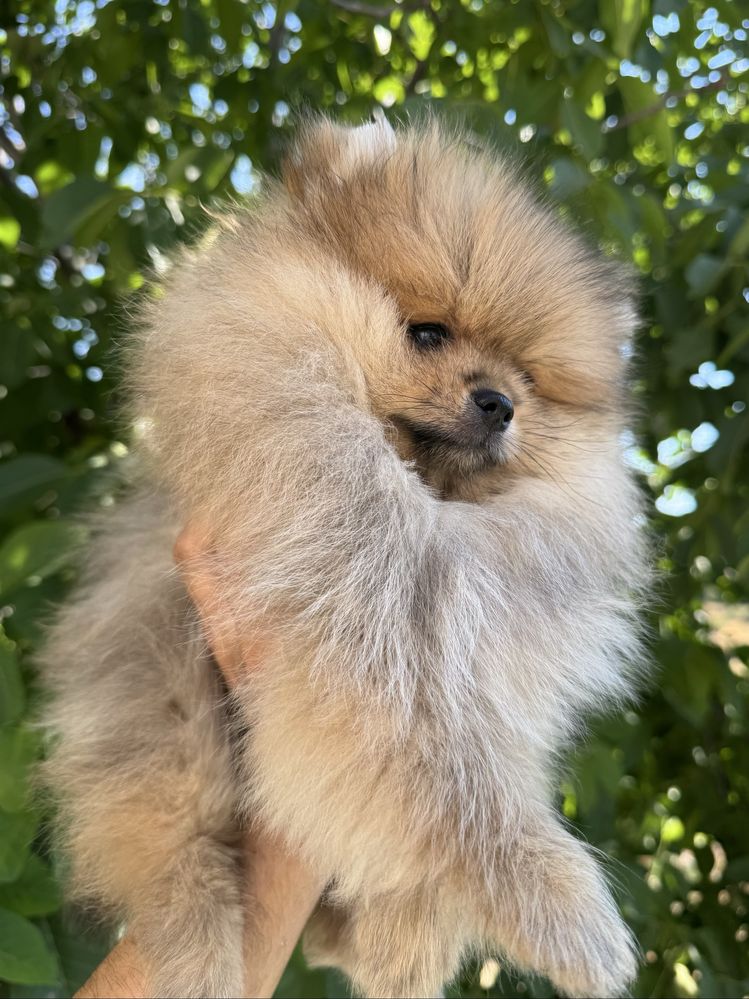 Pomeran Bear face