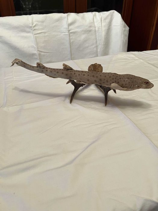 Peste impaiat , decor