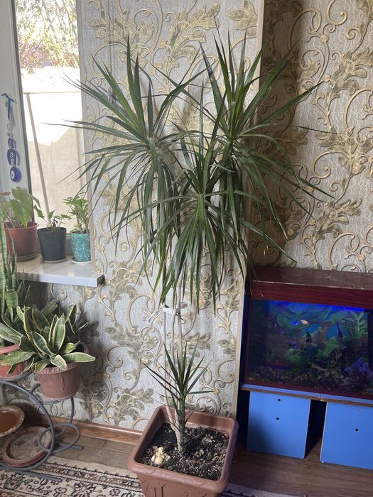 Продается цветы для офиса и дома квартир и т.д