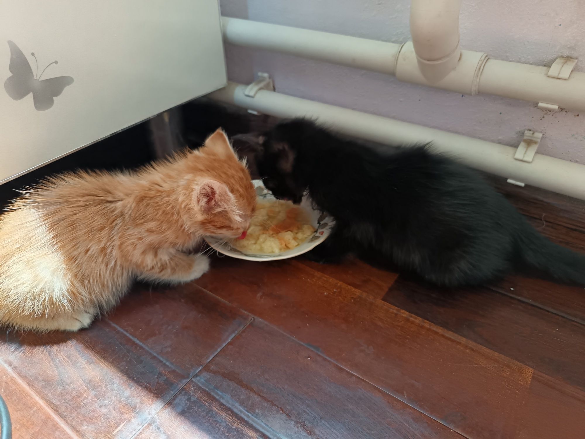 Котята бесплатно, доставкой на дом